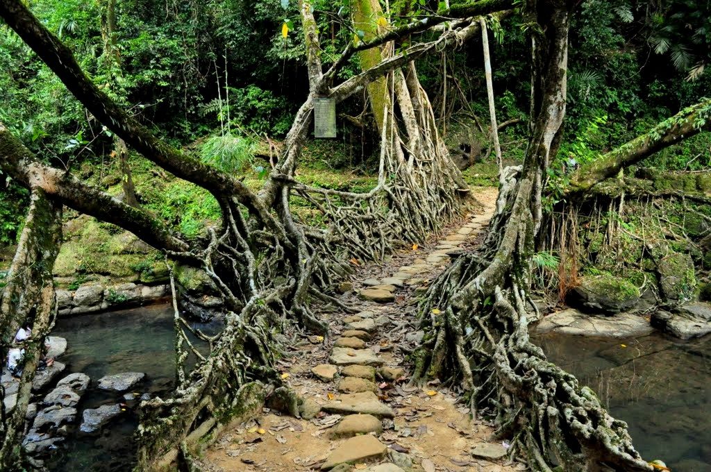 backpacking north east india, living bridge, 