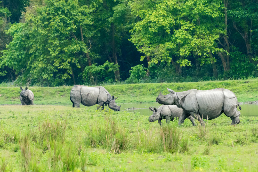 Kaziranga National Park, backpacking north east india