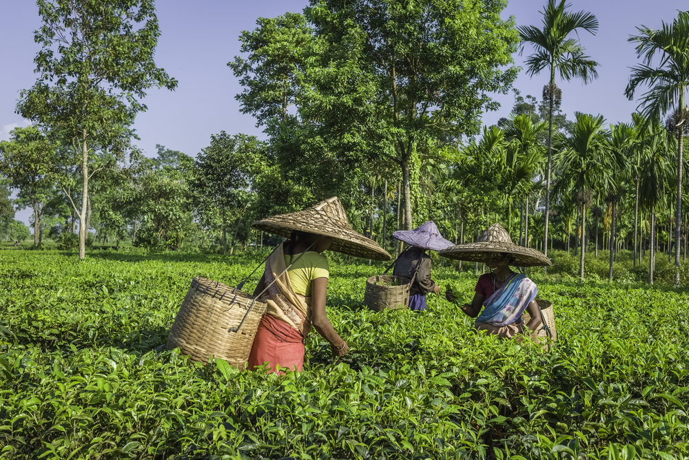 backpacking north east india, tea plantation